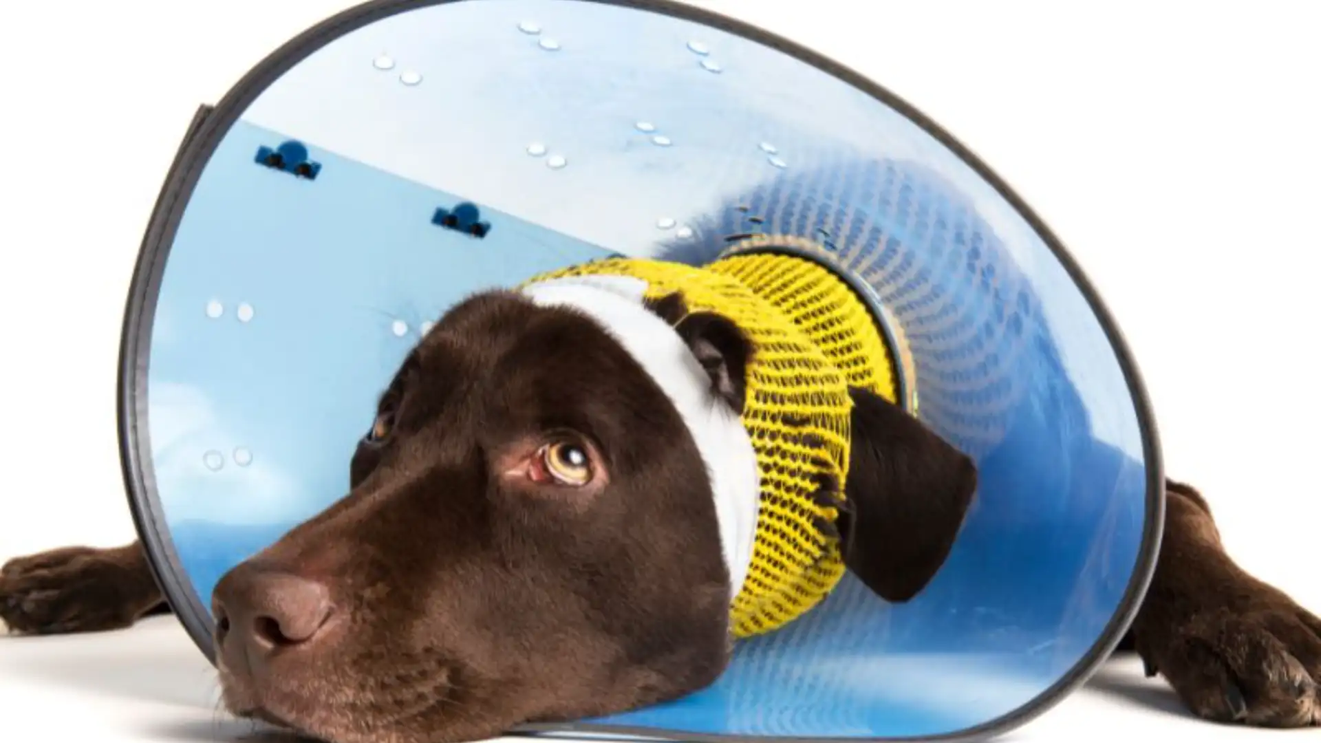 Castração em Cães: Entendendo as Diferenças Entre Machos e Fêmeas